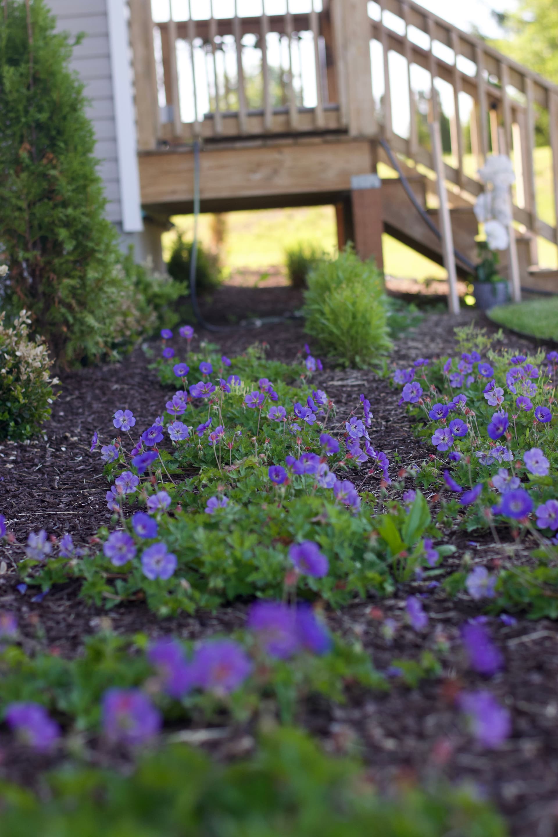 Gallery photos for Fruit Trees, Summer Perennials, and Landscapes Built to Last: Image #1