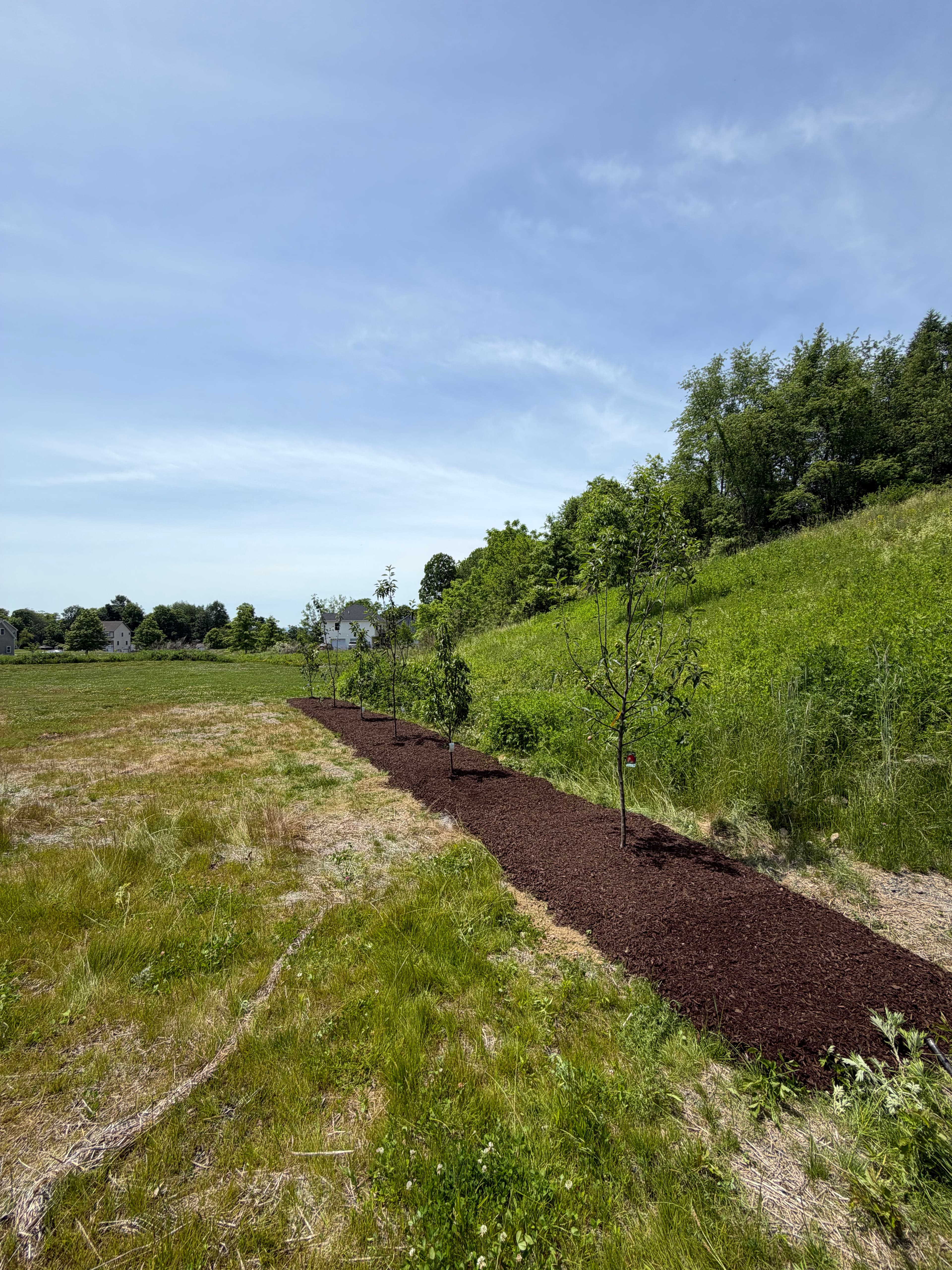 Project Fruit Trees, Summer Perennials, and Landscapes Built to Last image