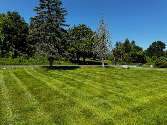 Expert Lawn Transformation for a Vibrant Landscape image