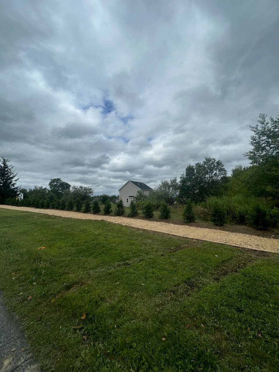 Gallery photos for Privacy and Elegance with New Arborvitae Planting: Image #1